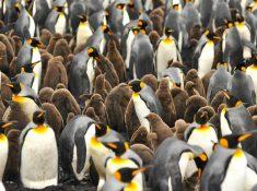 penguins falkland islands