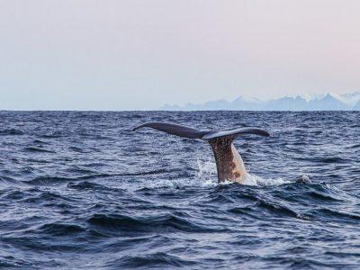 sea safari andenes whale watching norway polar night