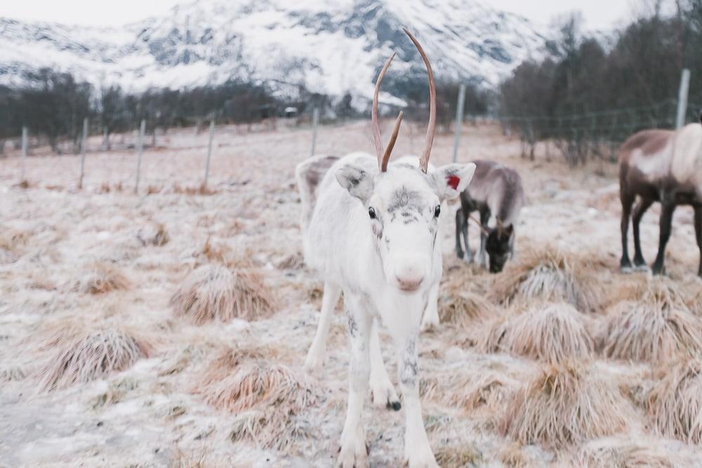 reindeer experience norway inga sami siida vesterålen