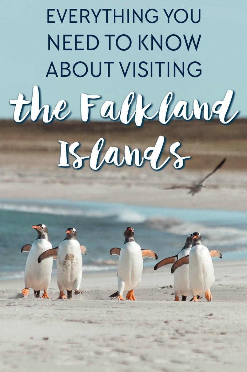 Falkland Island Travel Guide: everything you need to know about planning a trip to the Falklands