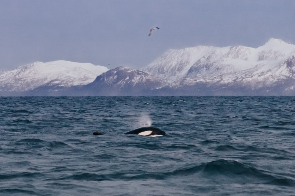 whale watching tromso norway