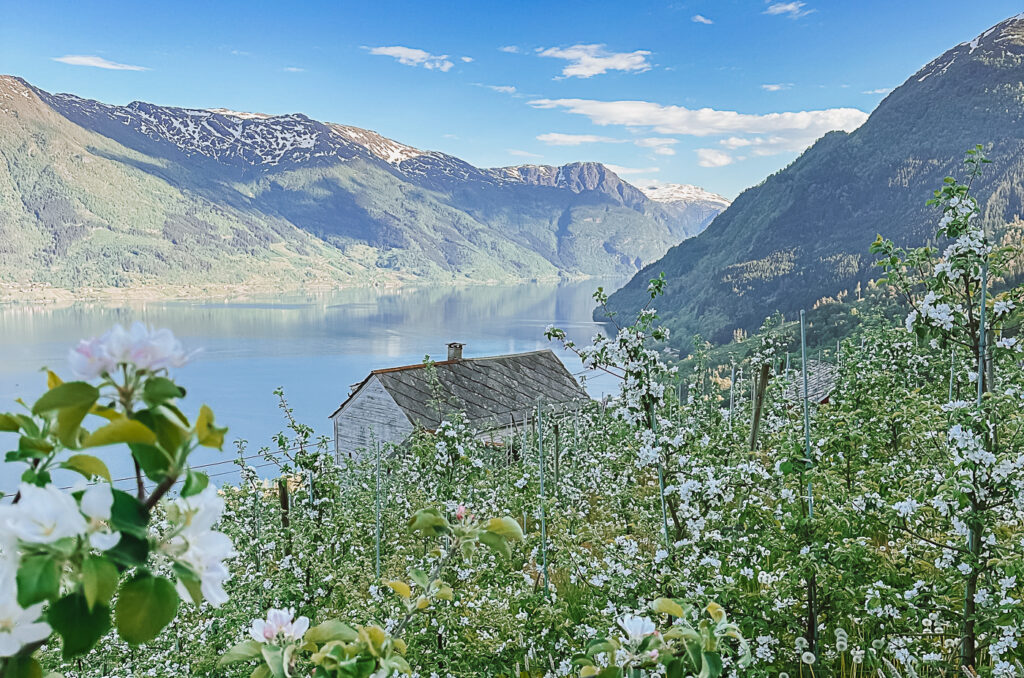 hardangerfjord fruit trees in bloom