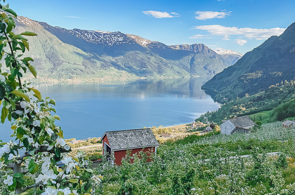 hardangerfjord Norway in May
