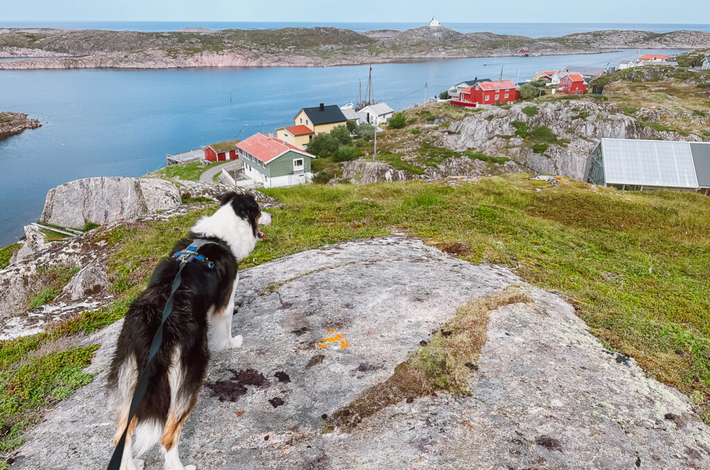 dog on Myken Norway