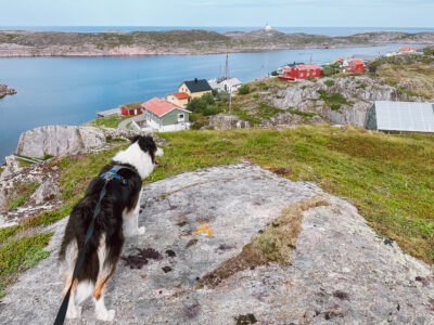 dog on Myken Norway