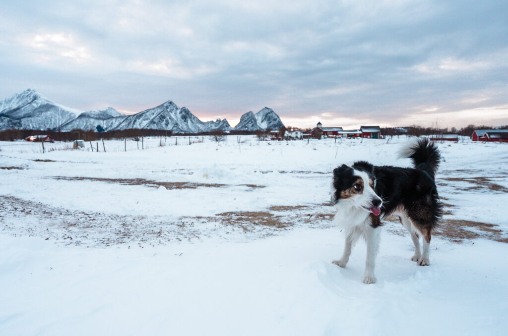 dog in Steigen, Norway