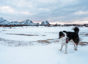 dog in Steigen, Norway