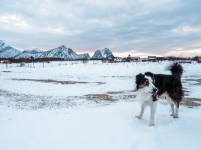 dog in Steigen, Norway